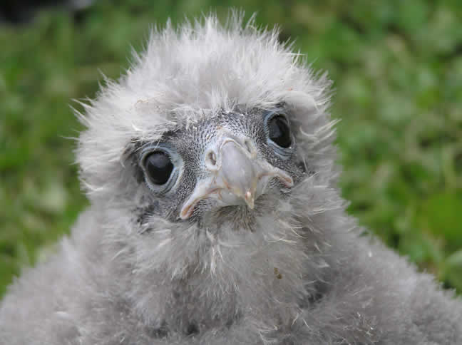 head of falcon chick